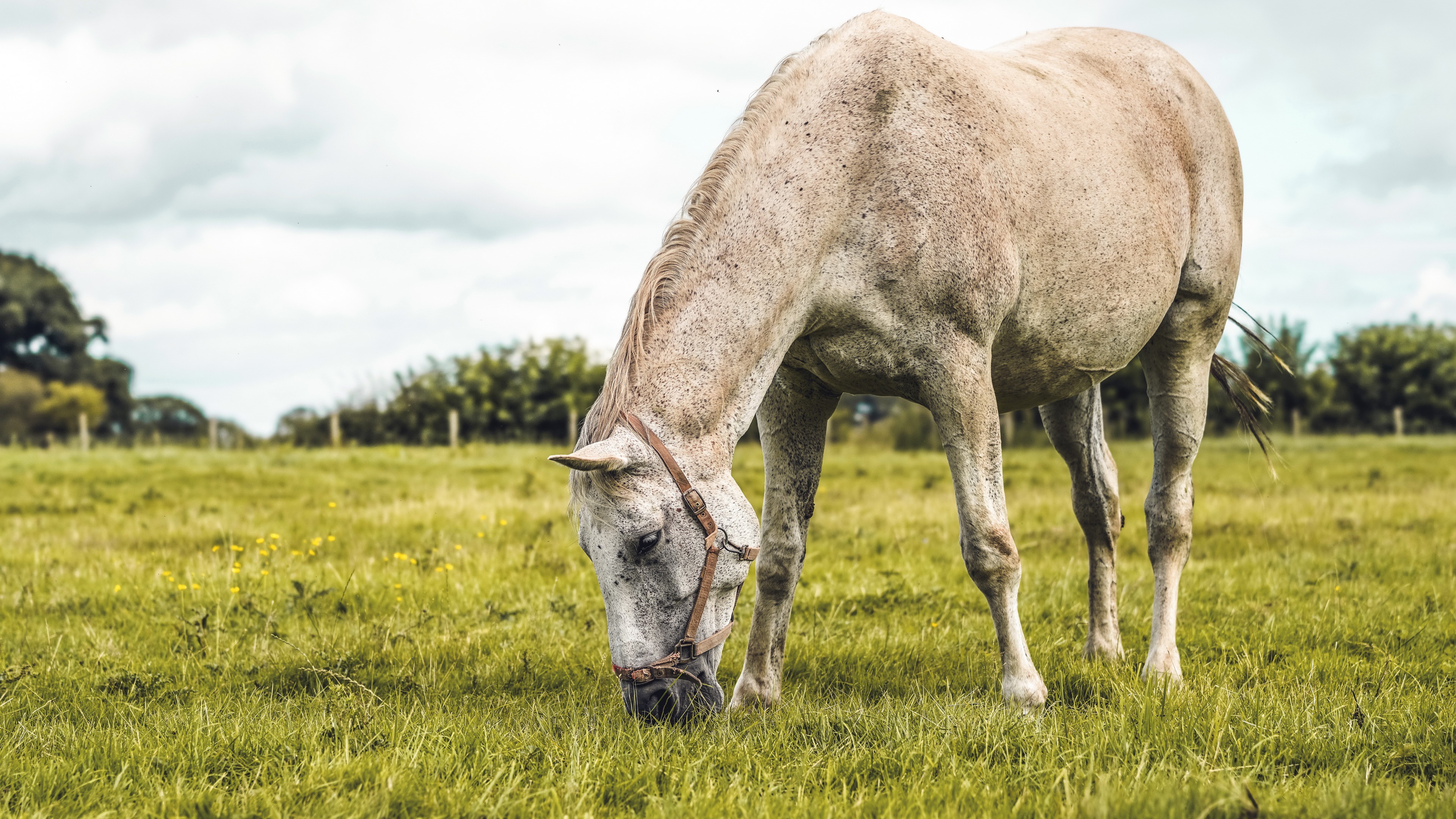 黑豹 X2 ( Panther-x2 ) 在 Armbian 中安装 PVE-ARM